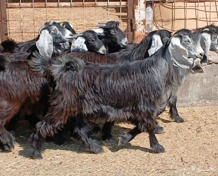 جفرات عوارض جدعان عدد 13 منوه القناي 15