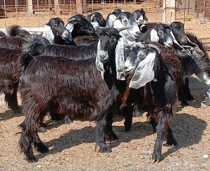 جفرات عوارض جدعان عدد 13 منوه القناي 3