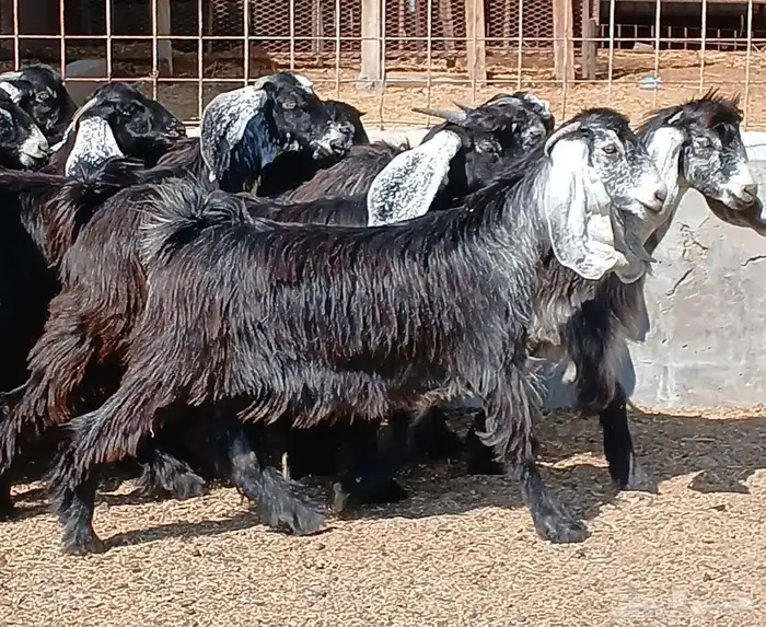 جفرات عوارض جدعان عدد 13 منوه القناي 30