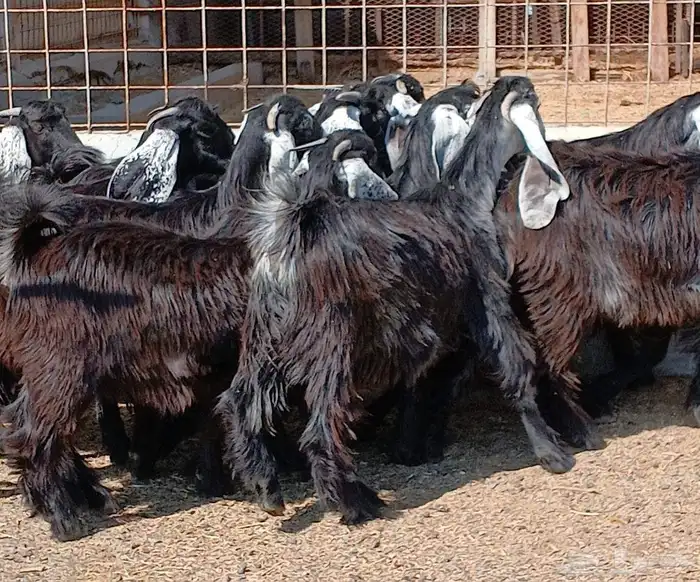 جفرات عوارض جدعان عدد 13 منوه القناي 7