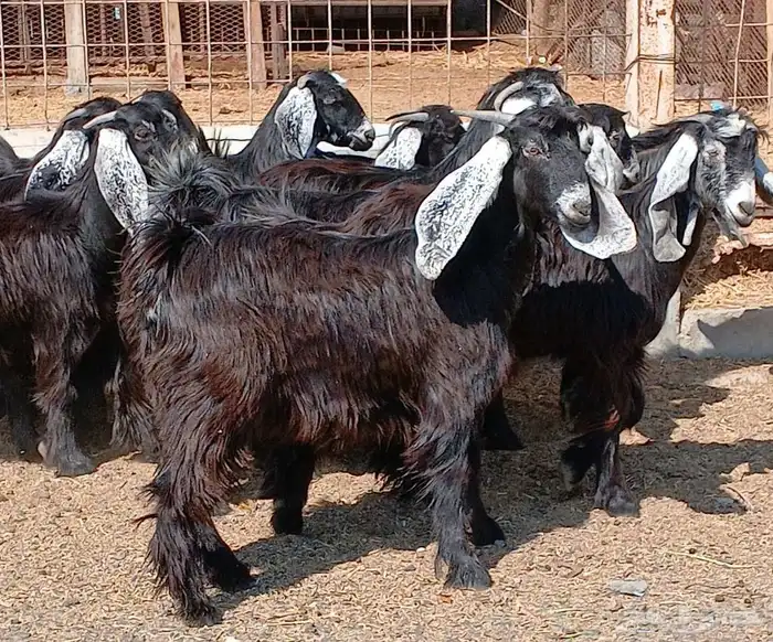 جفرات عوارض جدعان عدد 13 منوه القناي 2