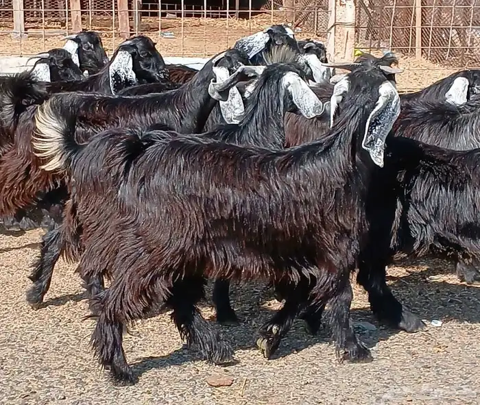 جفرات عوارض جدعان عدد 13 منوه القناي 5