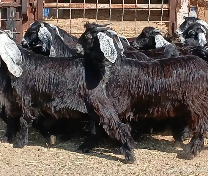 جفرات عوارض جدعان عدد 13 منوه القناي 27