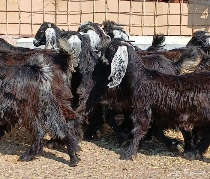 جفرات عوارض جدعان عدد 13 منوه القناي 11