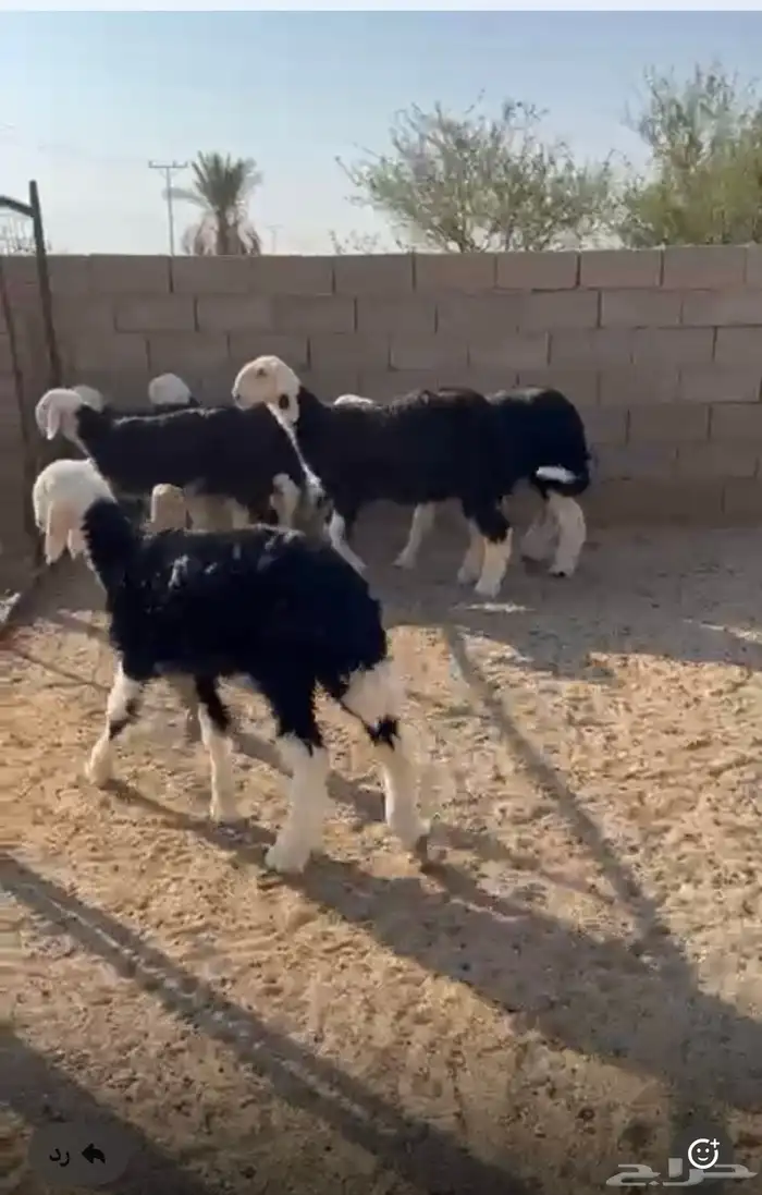 رخال نجد مقنوي طيبات . العدد   7 رخال 0