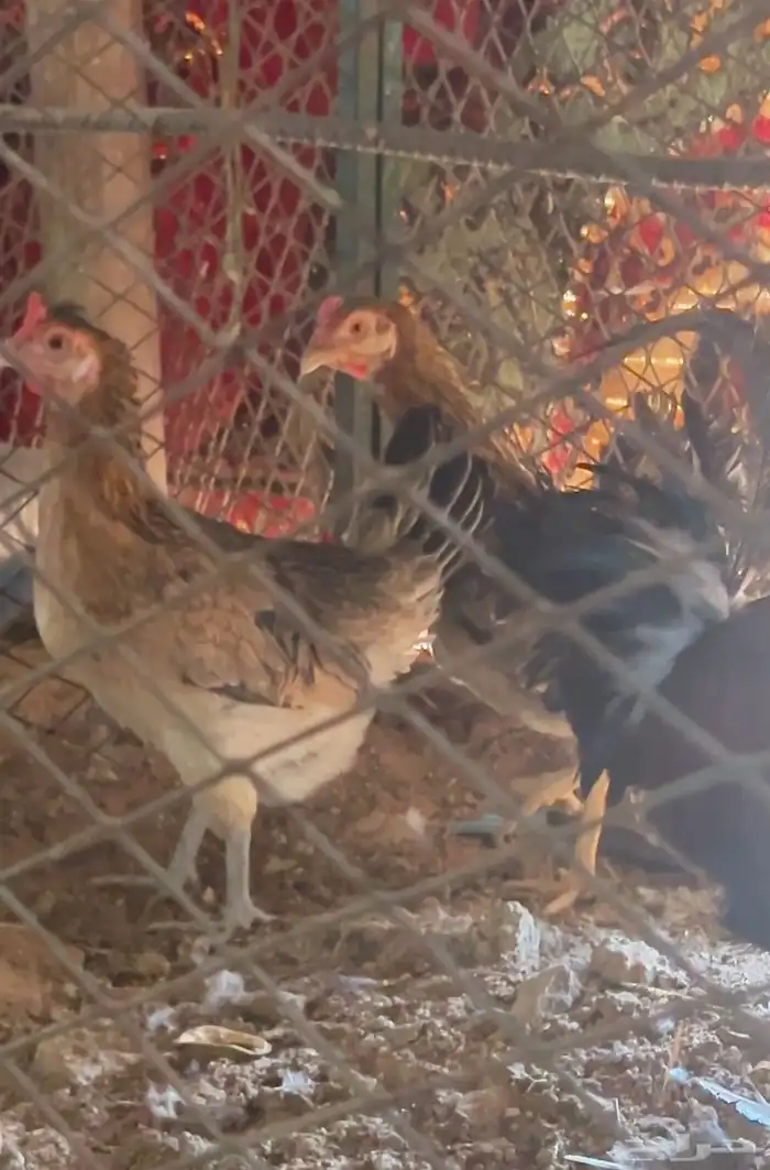 تاج ديك ودجاجتين تاج افرق 4