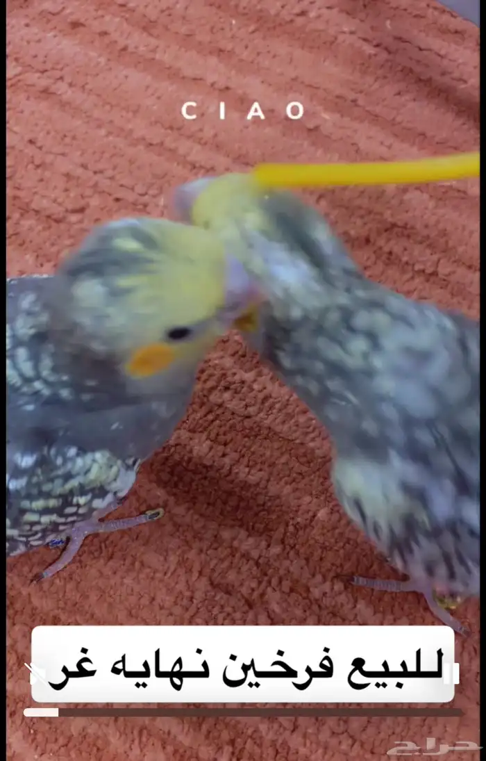 طيور كروان غر ومفطوم اليفة 0