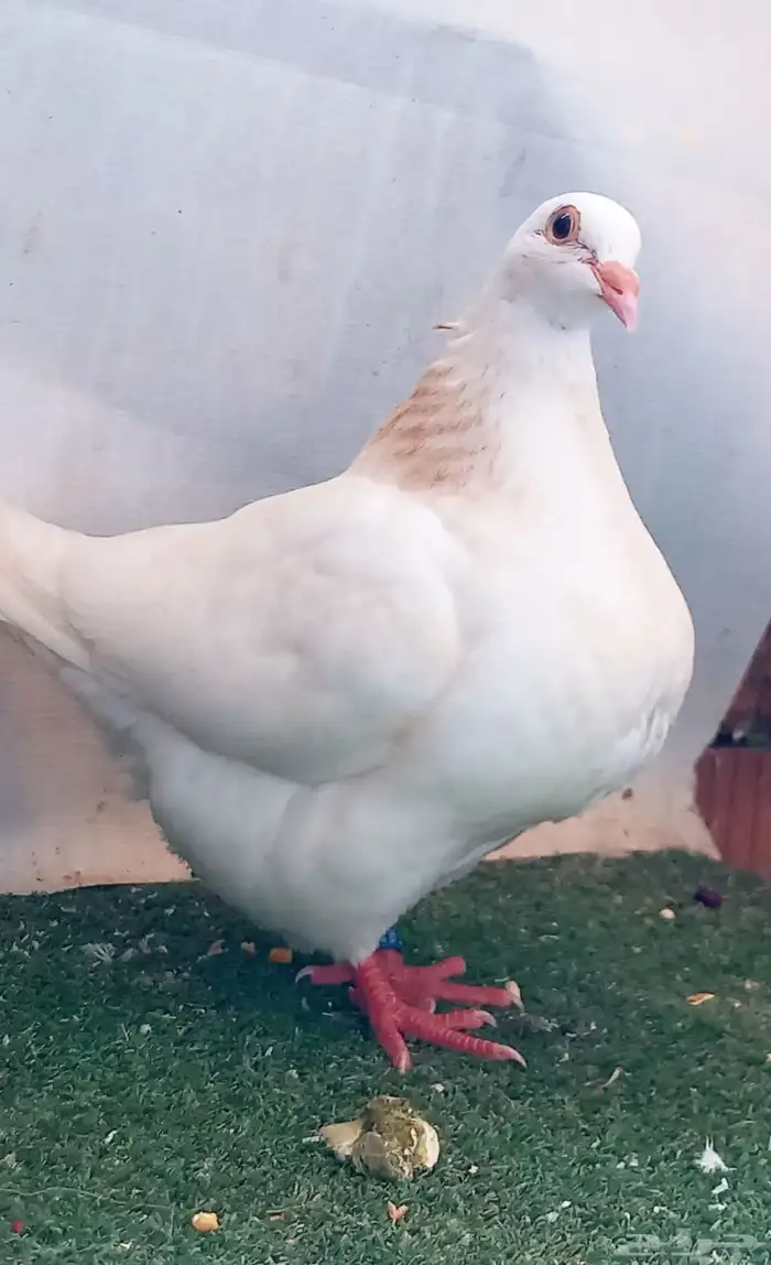 مهندس تربية حمام لاحم فرنسى ودواجن خبرة 3