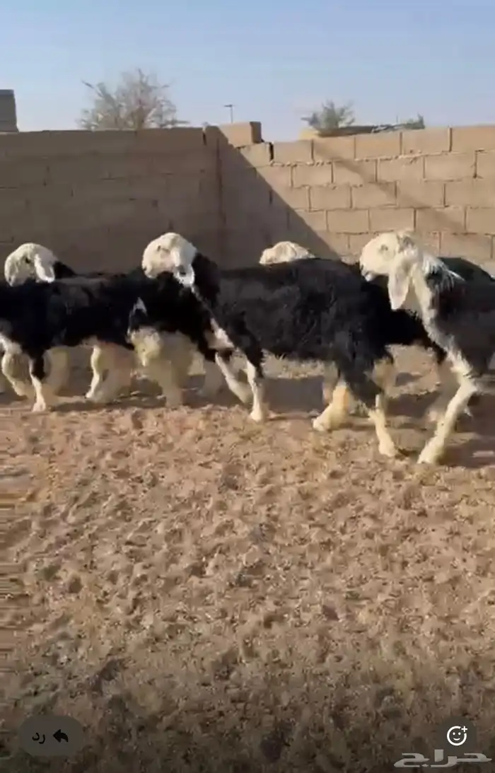 رخال نجد مقنوي طيبات . العدد   7 رخال 1