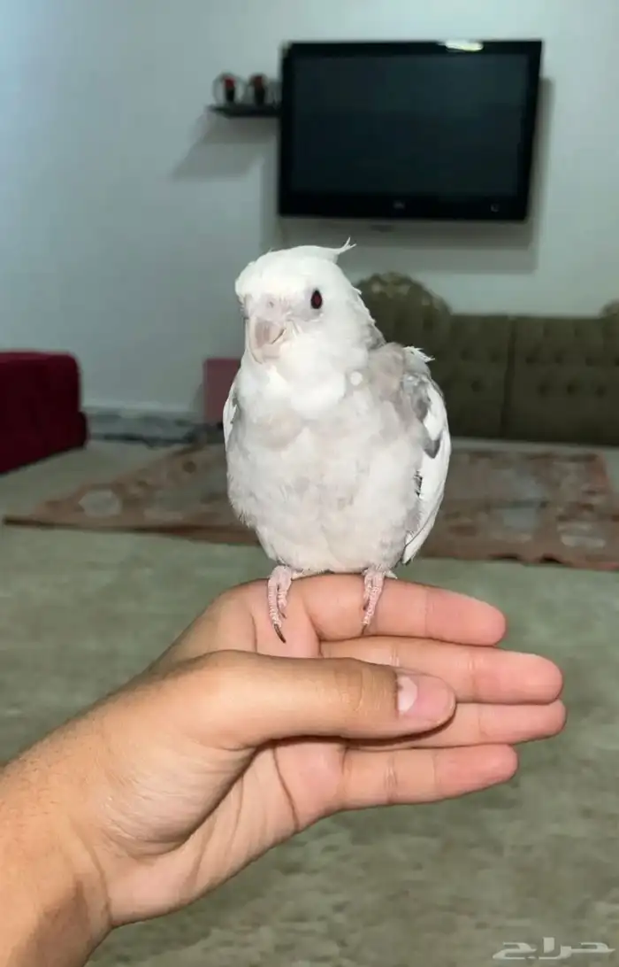 كروان اليف و يعني و اقبل البدل 0