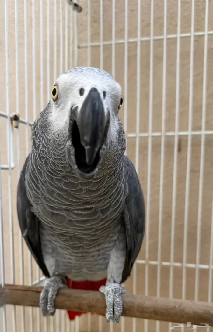 ذكر كاسكو منتج 3