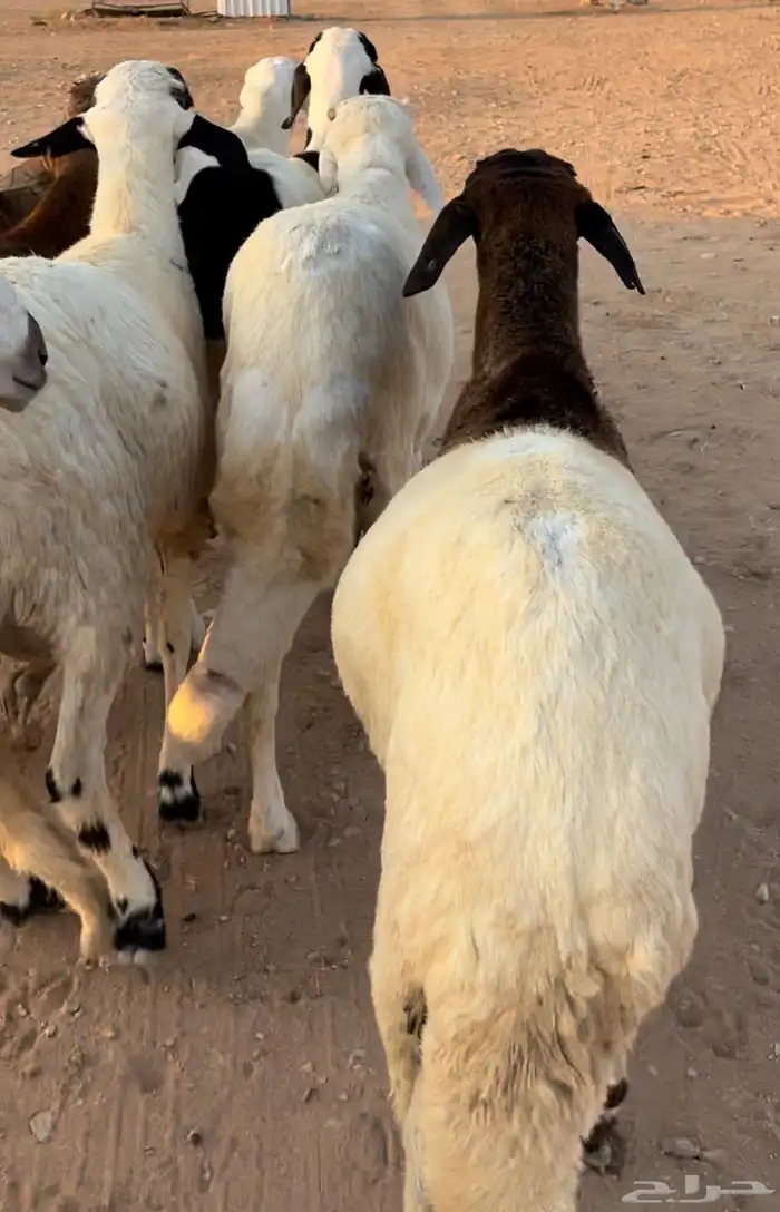 خرفان سواكني 2