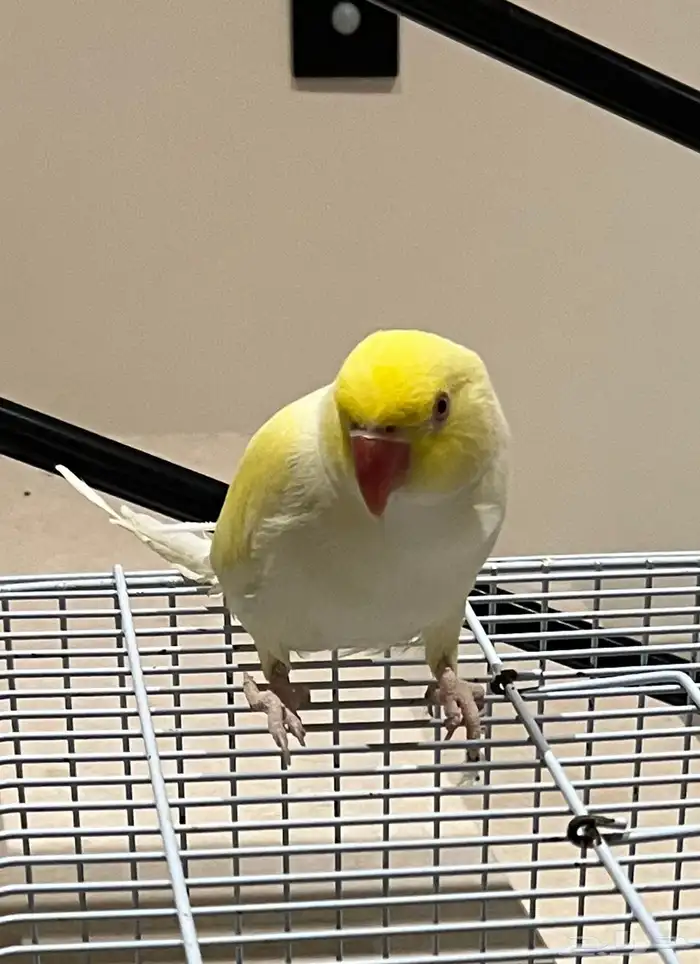 درة اينو جامبو ذكر اليف ( حمامة ) 1