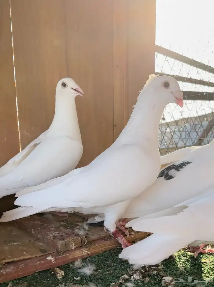 زاجل سباق دلبر جان اردن 0