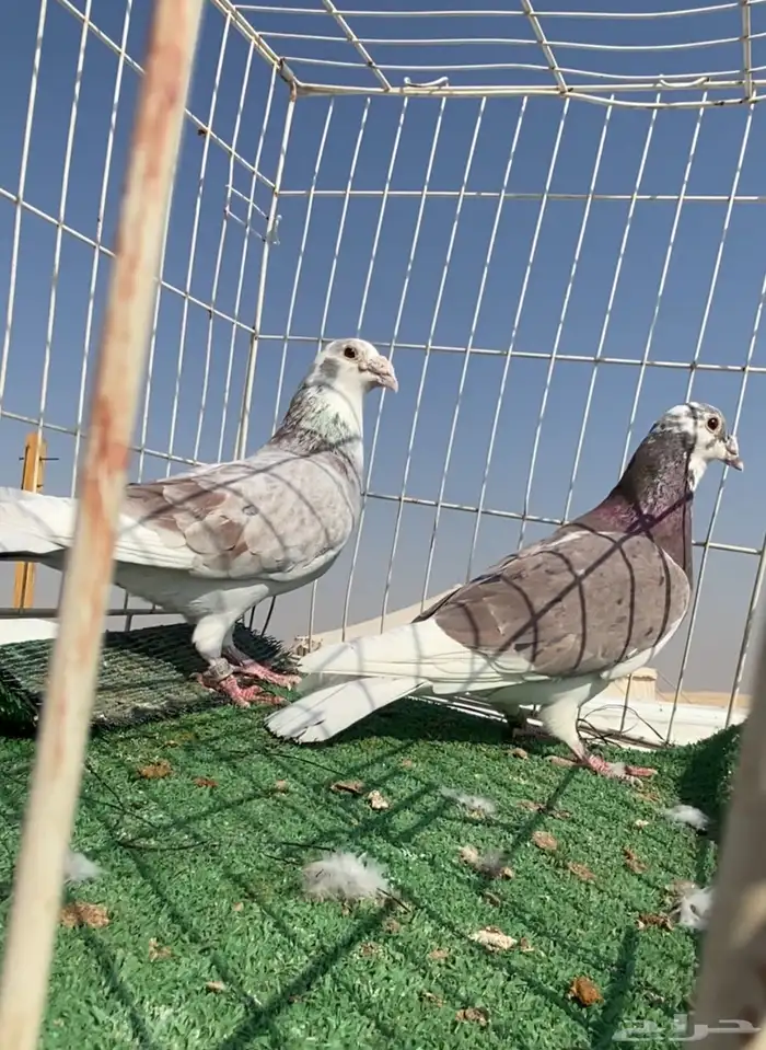 حمام زاجل سباق نوادر 4