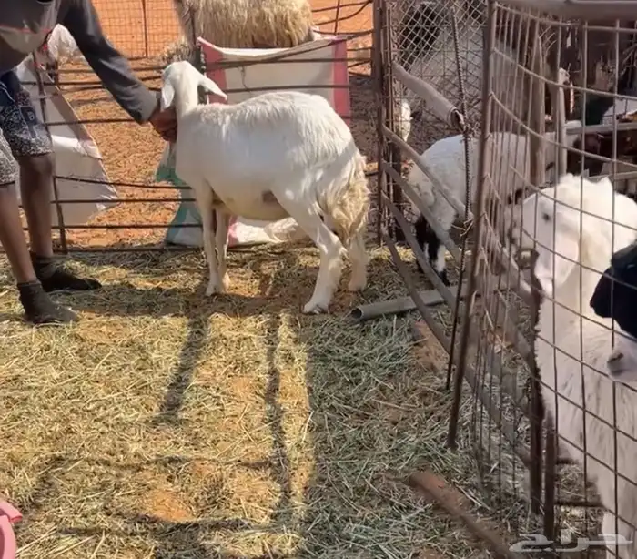 حريه دافع بيع سمح 1