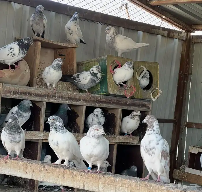 حمام باكستاني 0