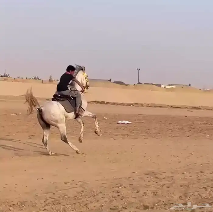 خيل 0