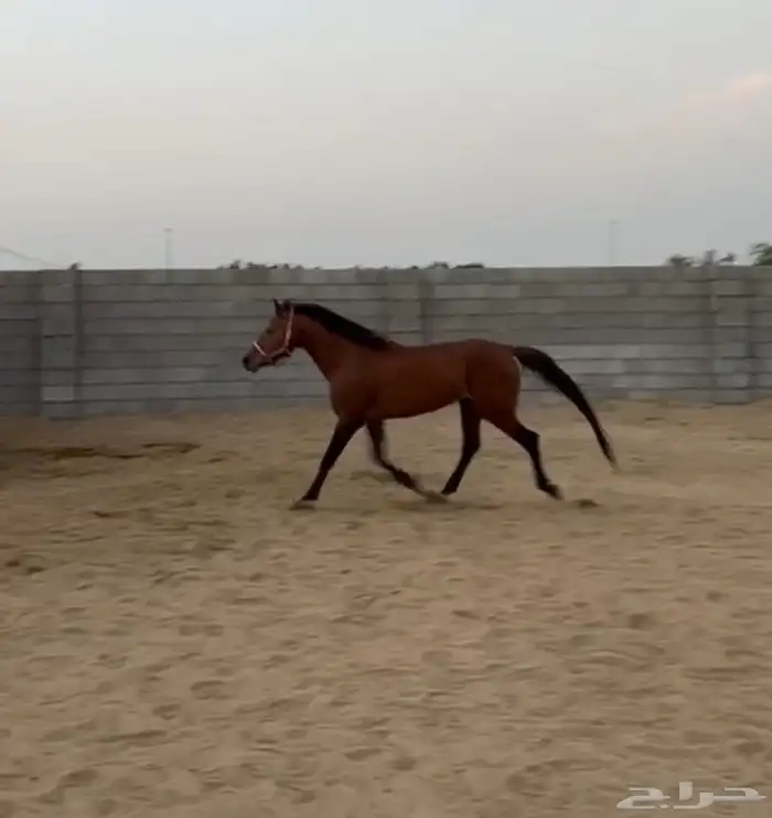 خيل شعبي 1