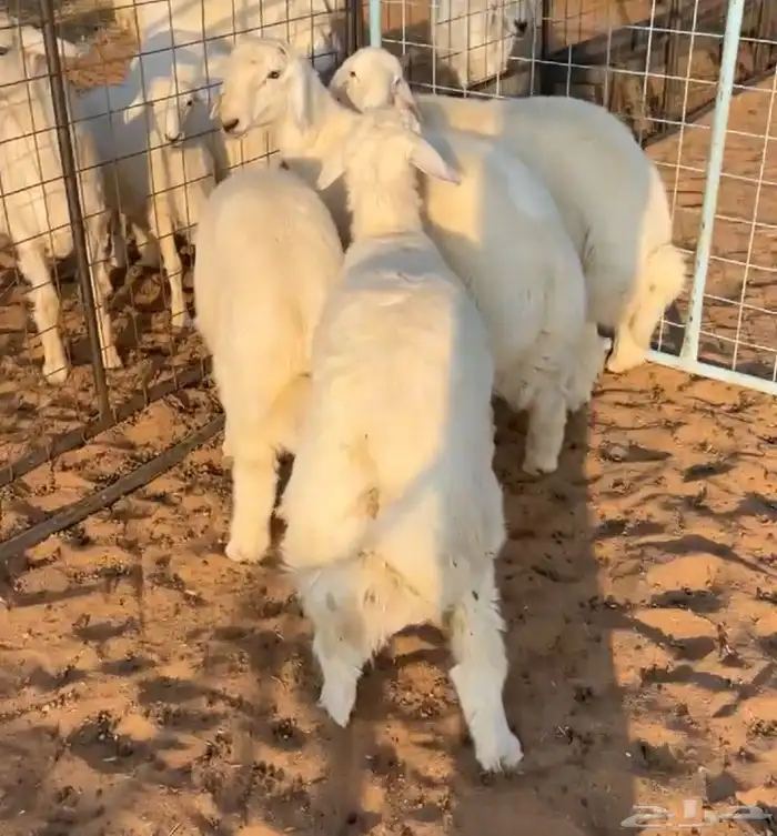 متوفر لدينا ذبايح برية بعفيف 4