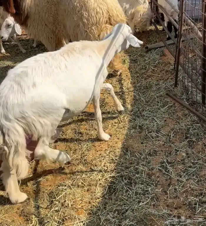 حريه دافع بيع سمح 0