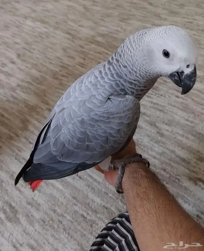 ببغاء كاسكو اليف ومتكلم وهدد 0