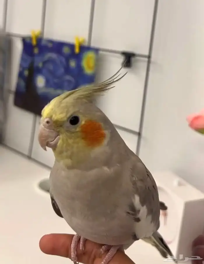 زوج كروان للبيع 3