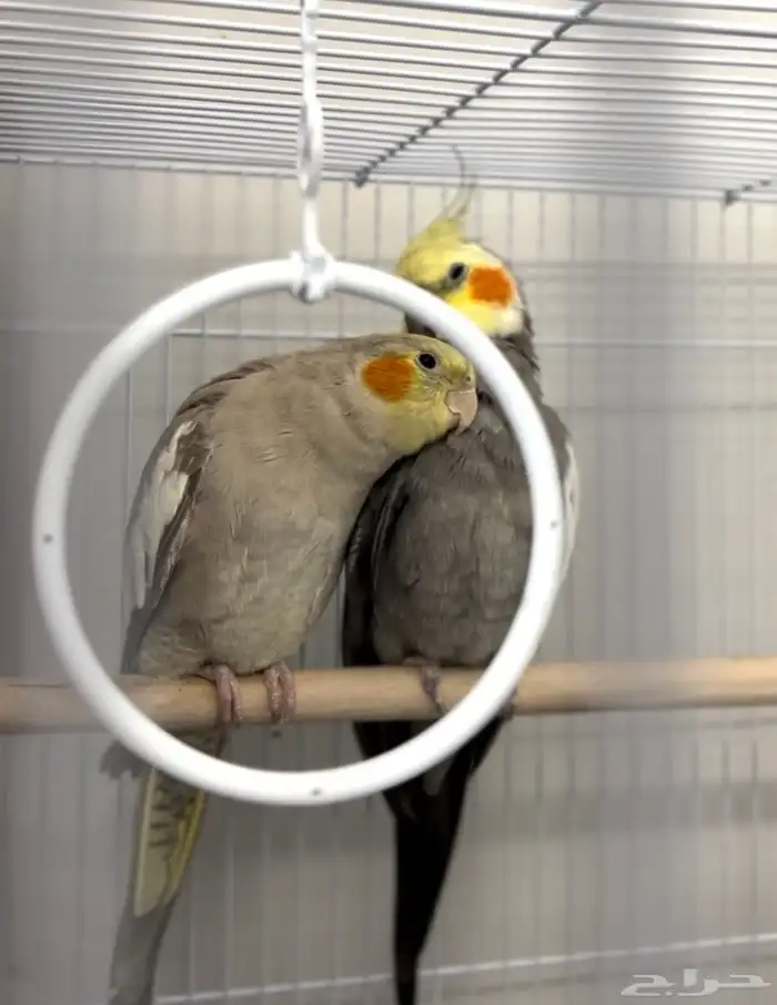 زوج كروان للبيع 1