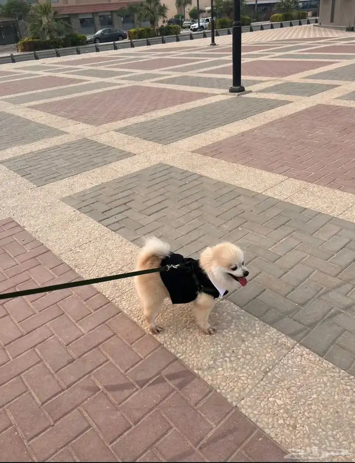 كلب لللبيع ب 4000الاف اخد التطعيمات كامله صحتوو ممتازه لعوب 1