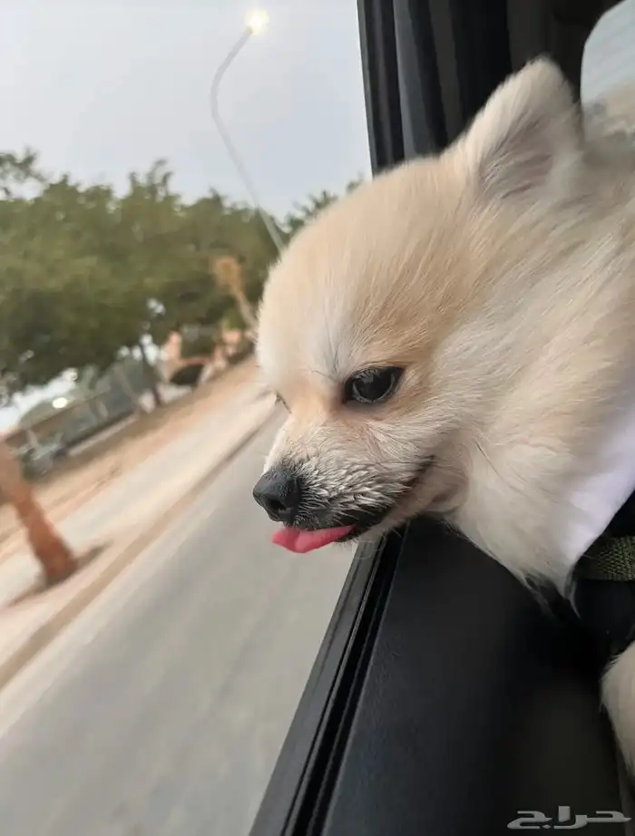 كلب لللبيع ب 4000الاف اخد التطعيمات كامله صحتوو ممتازه لعوب 3