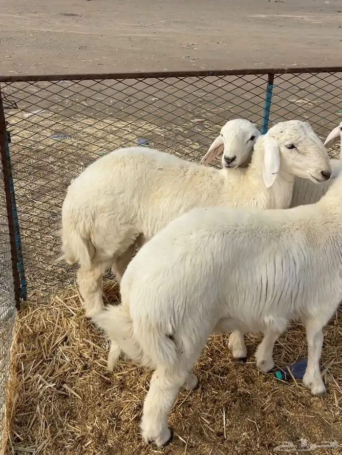 متوفر لدينا ذبايح برية بعفيف 2