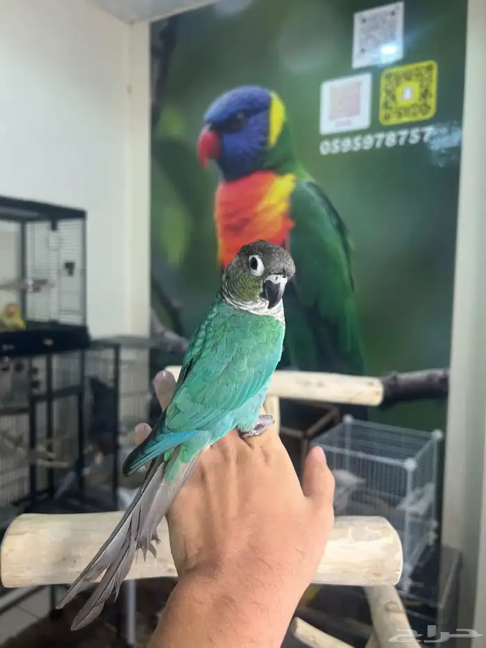 كنيور بلوشيك اليف وهدد 2