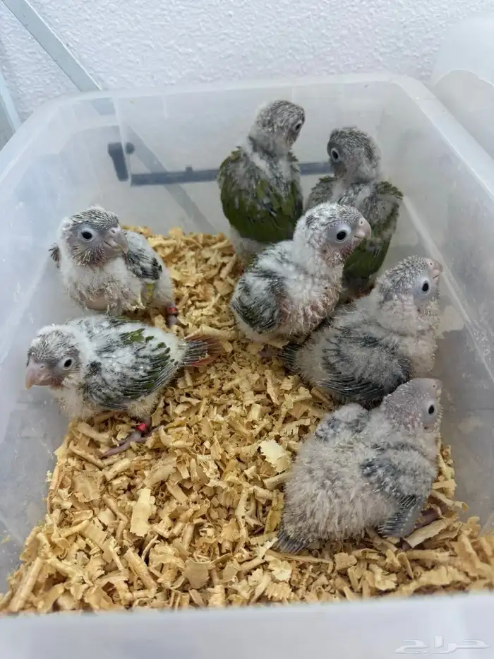 فروخ كنيور اناناس تقبل الغر بسهوله 0