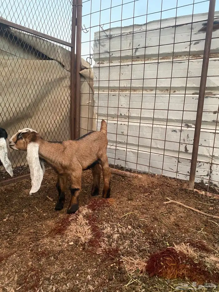 مشروع فحل احمر 3