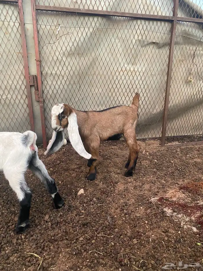 مشروع فحل احمر 0