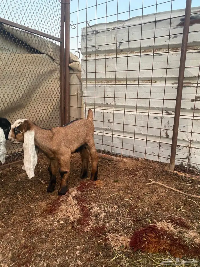 مشروع فحل احمر 1