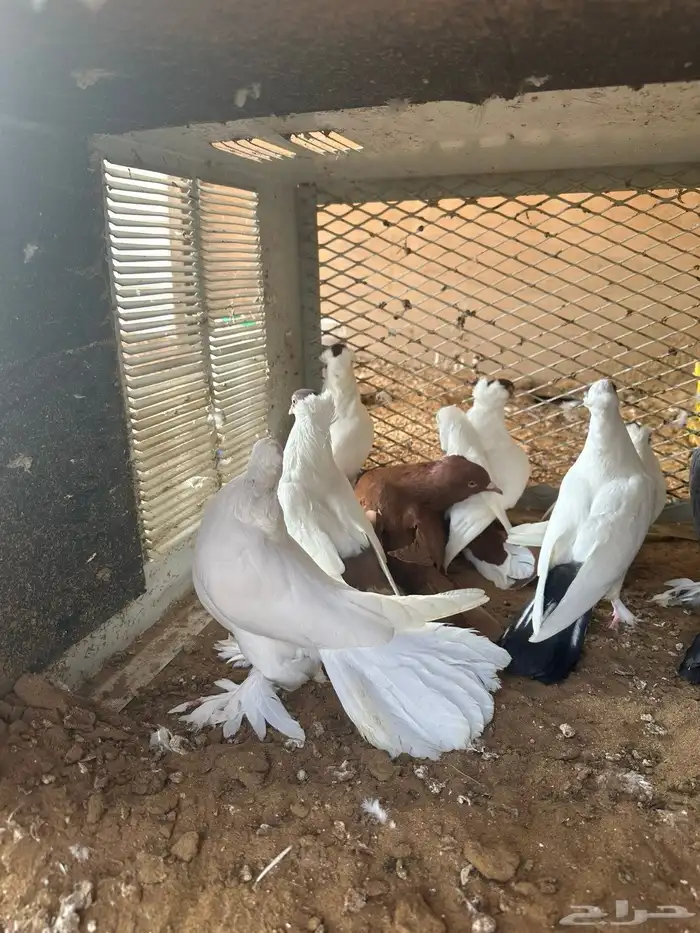 حمام رقاصي - نفاخي -زينة 1