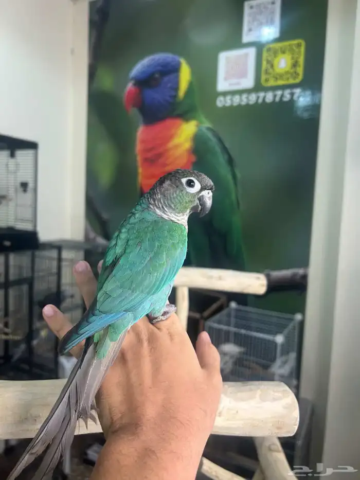 كنيور بلوشيك اليف وهدد 1