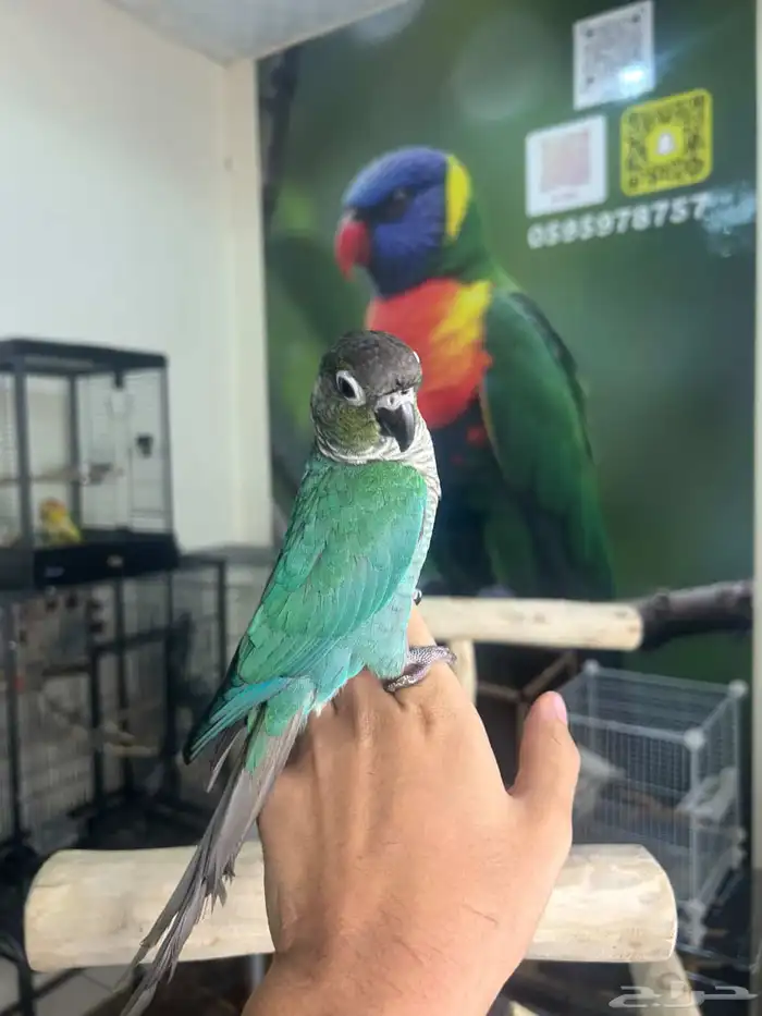 كنيور بلوشيك اليف وهدد 5