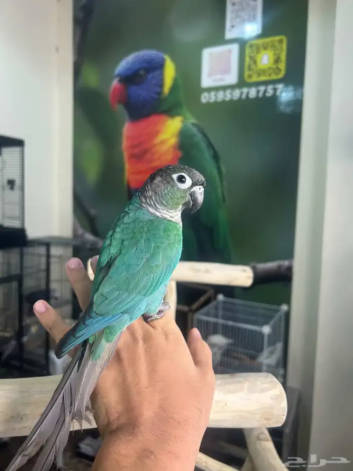 كنيور بلوشيك اليف وهدد 0