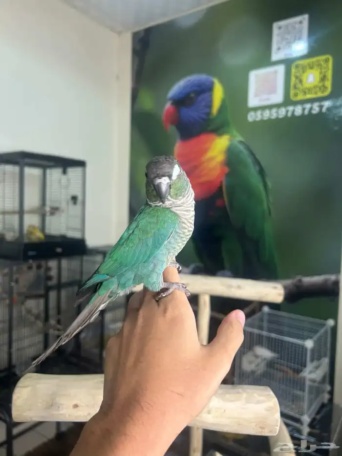 كنيور بلوشيك اليف وهدد 6