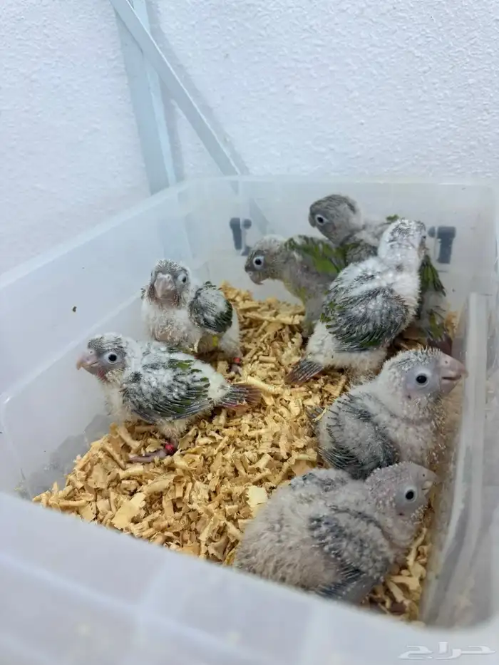 فروخ كنيور اناناس تقبل الغر بسهوله 2