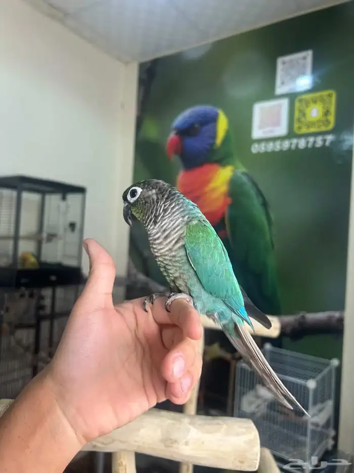 كنيور بلوشيك اليف وهدد 4