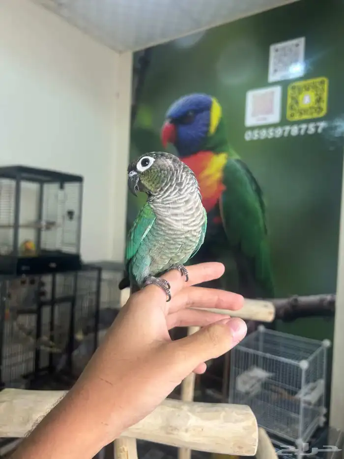 كنيور بلوشيك اليف وهدد 3