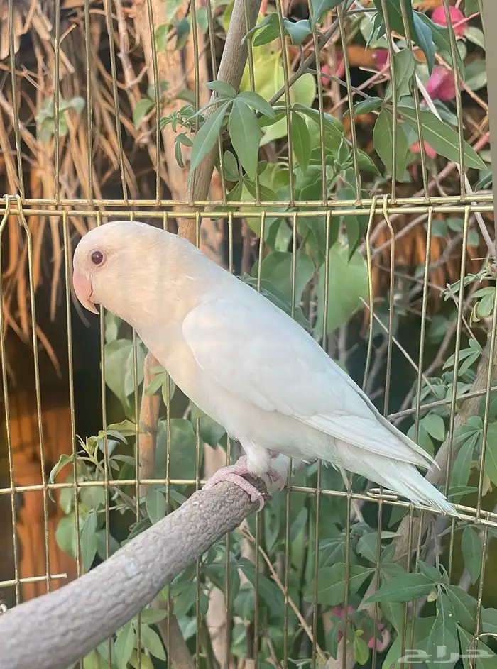 روز بال فالو عيون حمر 2