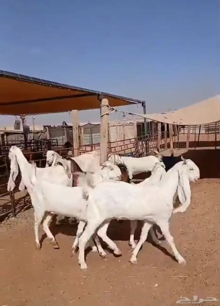 7 جفار معزا جذعات دفيع (( 6 دفيع شرط سونار )) 0