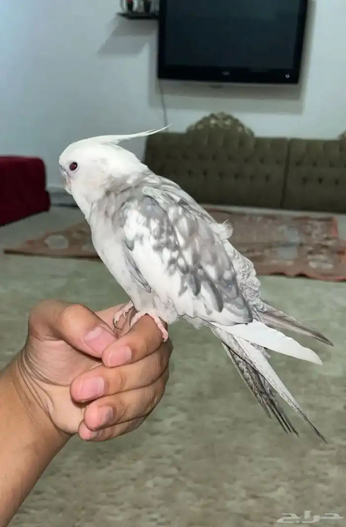 كروان اليف و يعني و اقبل البدل 1