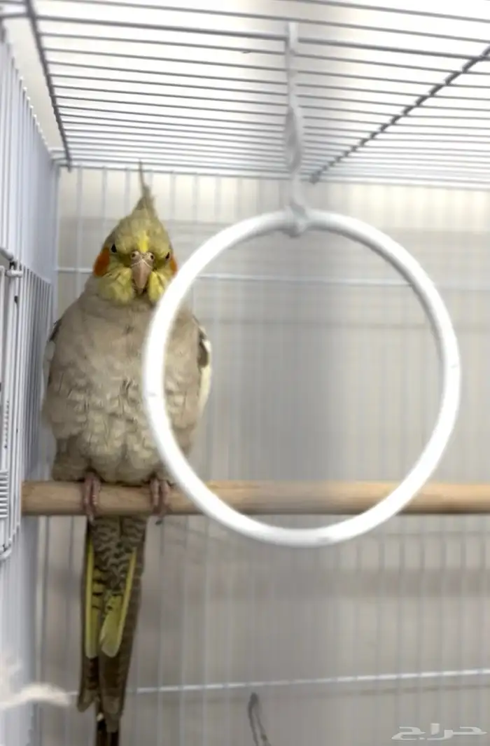 زوج كروان للبيع 0