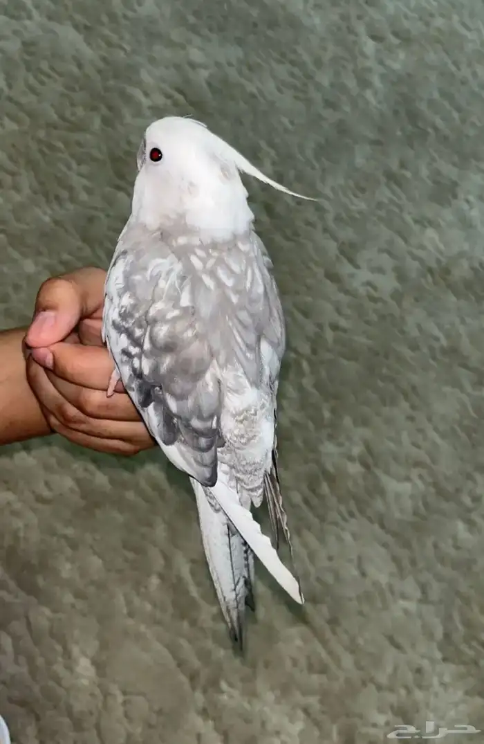 كروان اليف و يعني و اقبل البدل 2