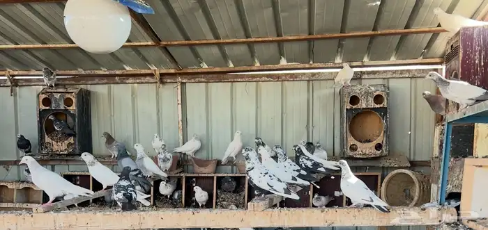 حمام باكستاني 1